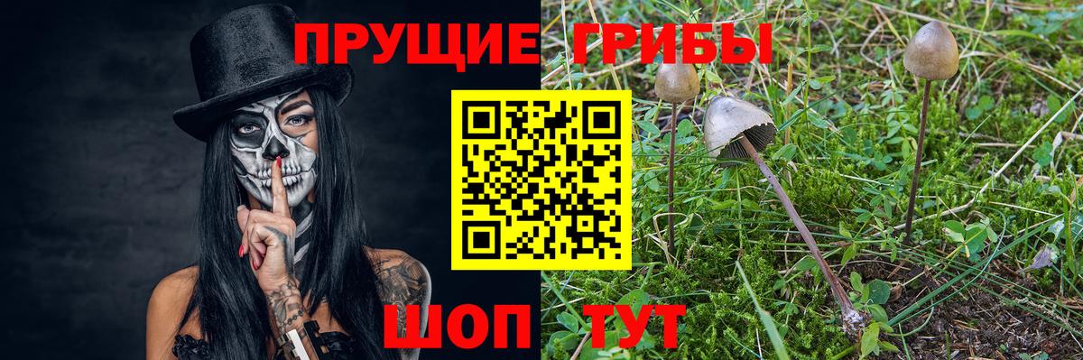 Псилоцибиновые грибы GOLDEN TEACHER  Вход с VPN  Галлюциногенные грибы Cubensis  Избербаш 